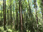 Dynamic system for forest growth